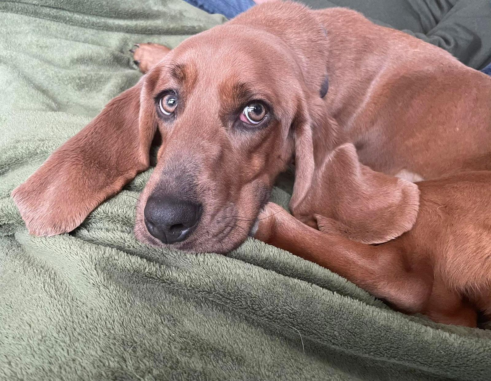 Katydid — thumbnail 3