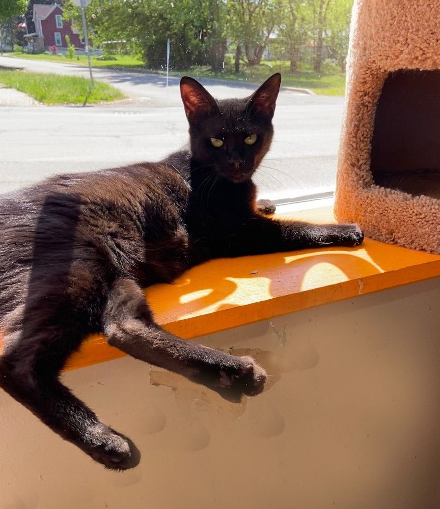 Juanita, Adoptable, Adult Female Domestic Short Hair.