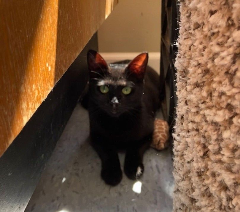 Juanita, a Adoptable Domestic Short Hair in Peru, IN image 2/6