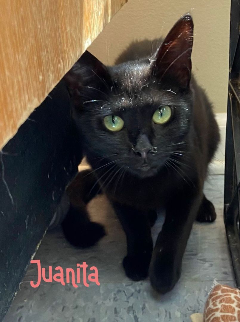 Juanita, a Adoptable Domestic Short Hair in Peru, IN image 3/6
