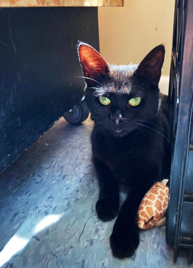 Juanita, a Adoptable Domestic Short Hair in Peru, IN image 4/6