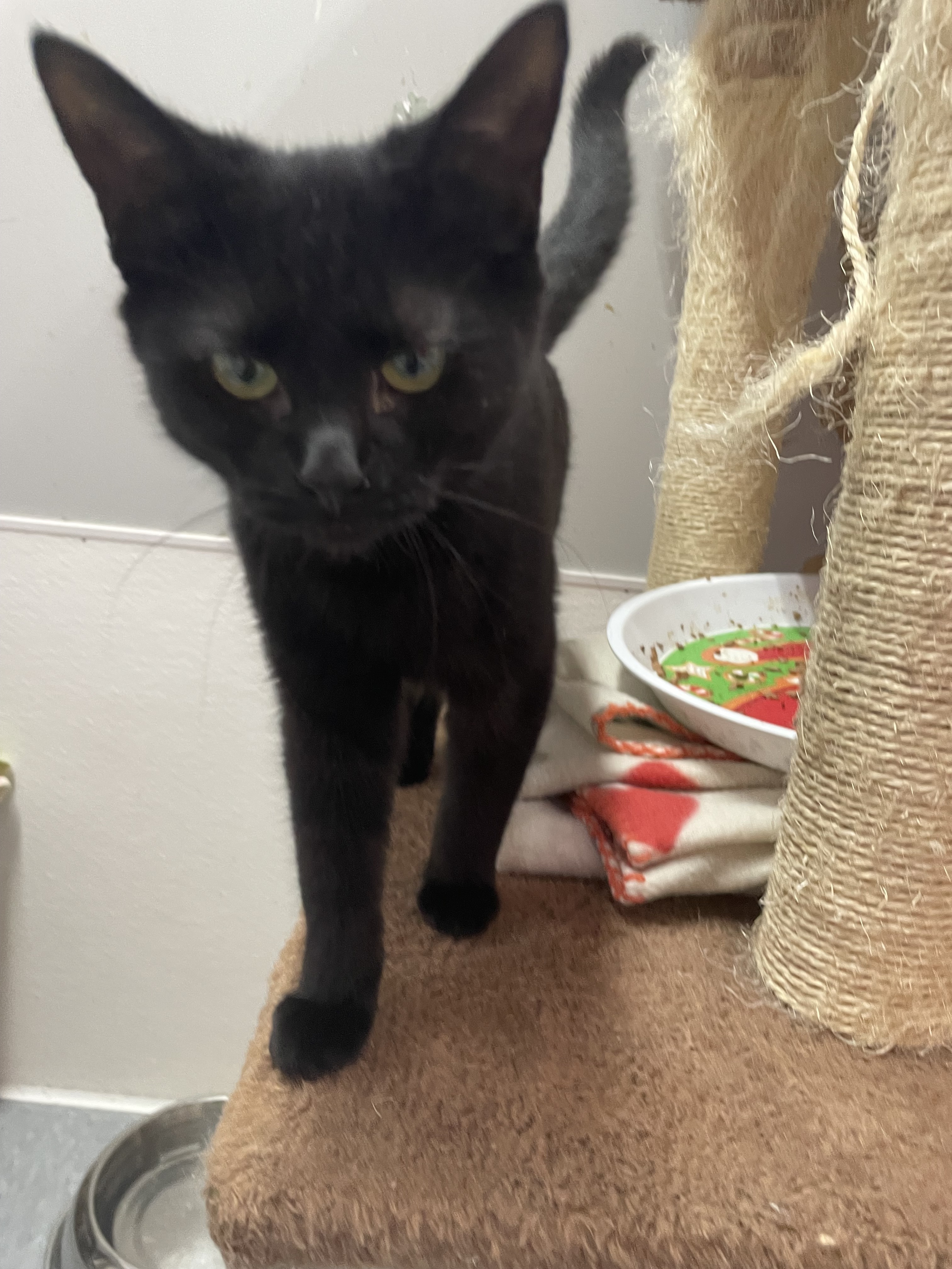 Juanita, a Adoptable Domestic Short Hair in Peru, IN image 5/6