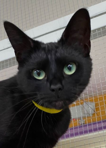 Juanita, a Adoptable Domestic Short Hair in Peru, IN image 6/6