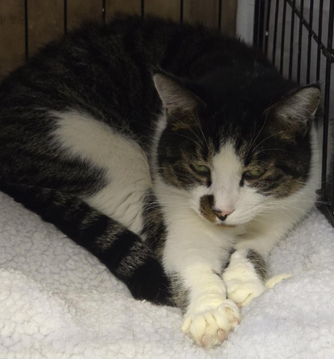 Suzie, ADOPTABLE, Adult Female Domestic Short Hair.