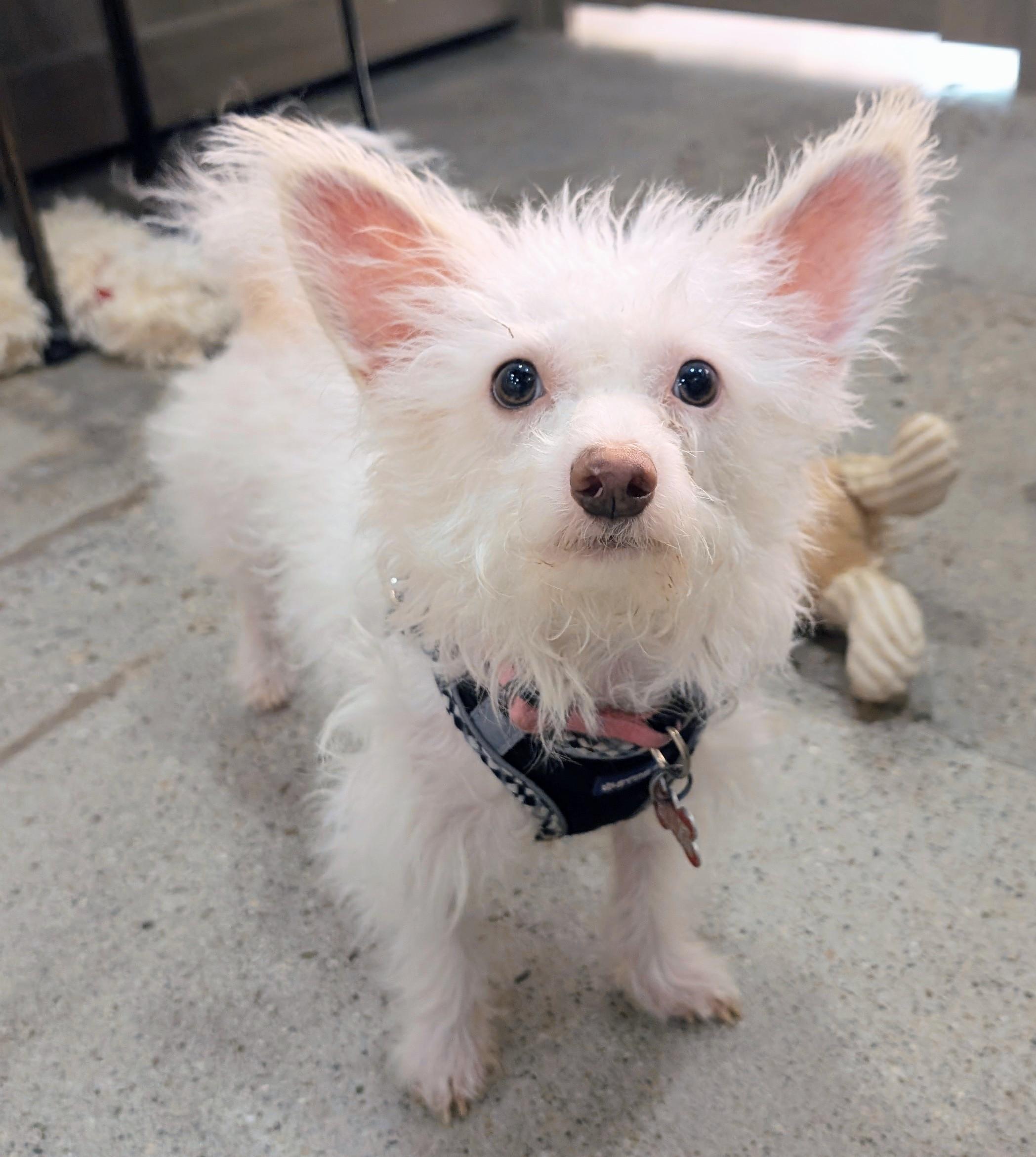 Andy Warhowl, a Adoptable mixed breed in Thousand Oaks, CA image 2/4