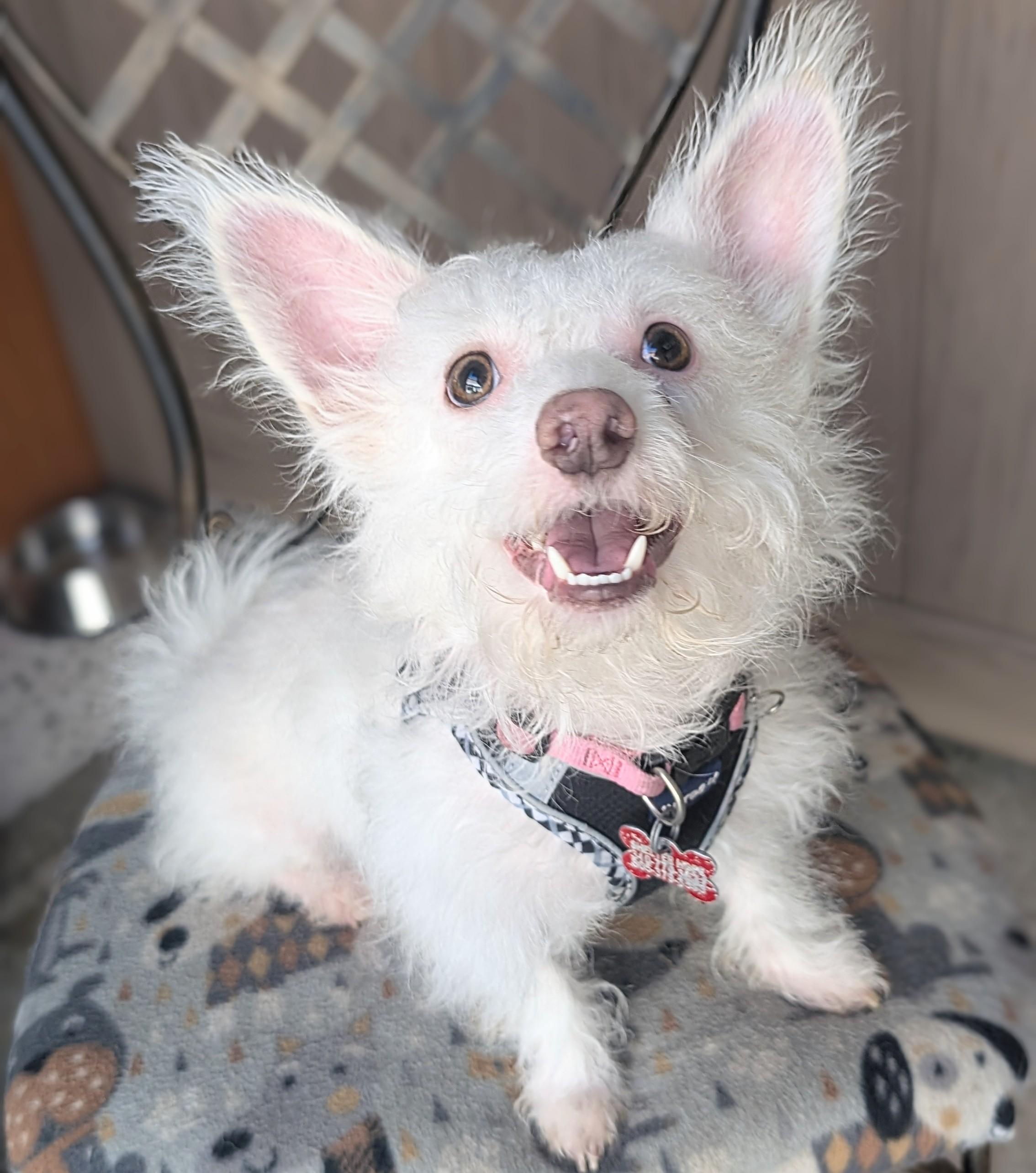 Andy Warhowl, a Adoptable mixed breed in Thousand Oaks, CA image 1/4