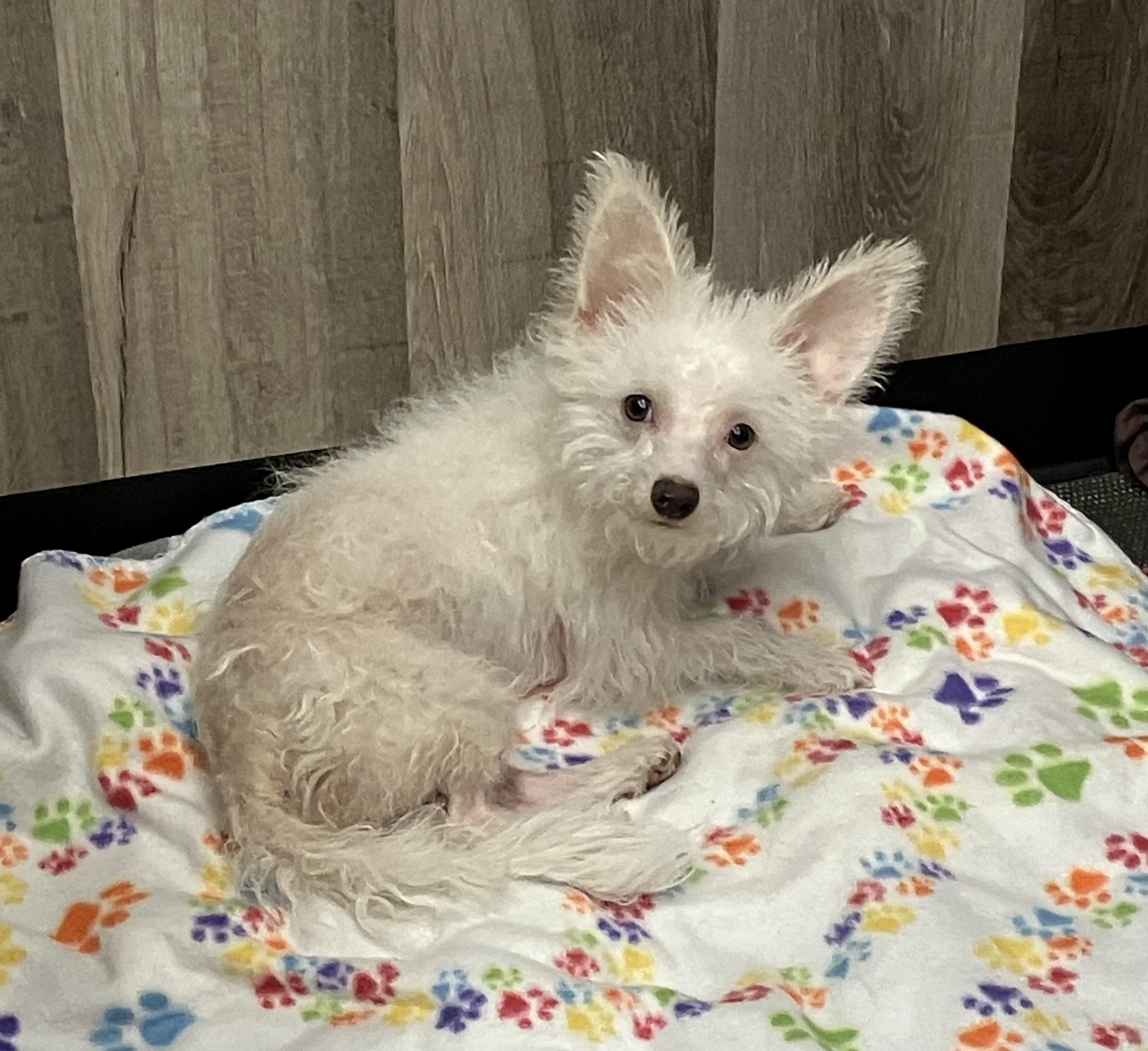 Andy Warhowl, a Adoptable mixed breed in Thousand Oaks, CA image 3/4