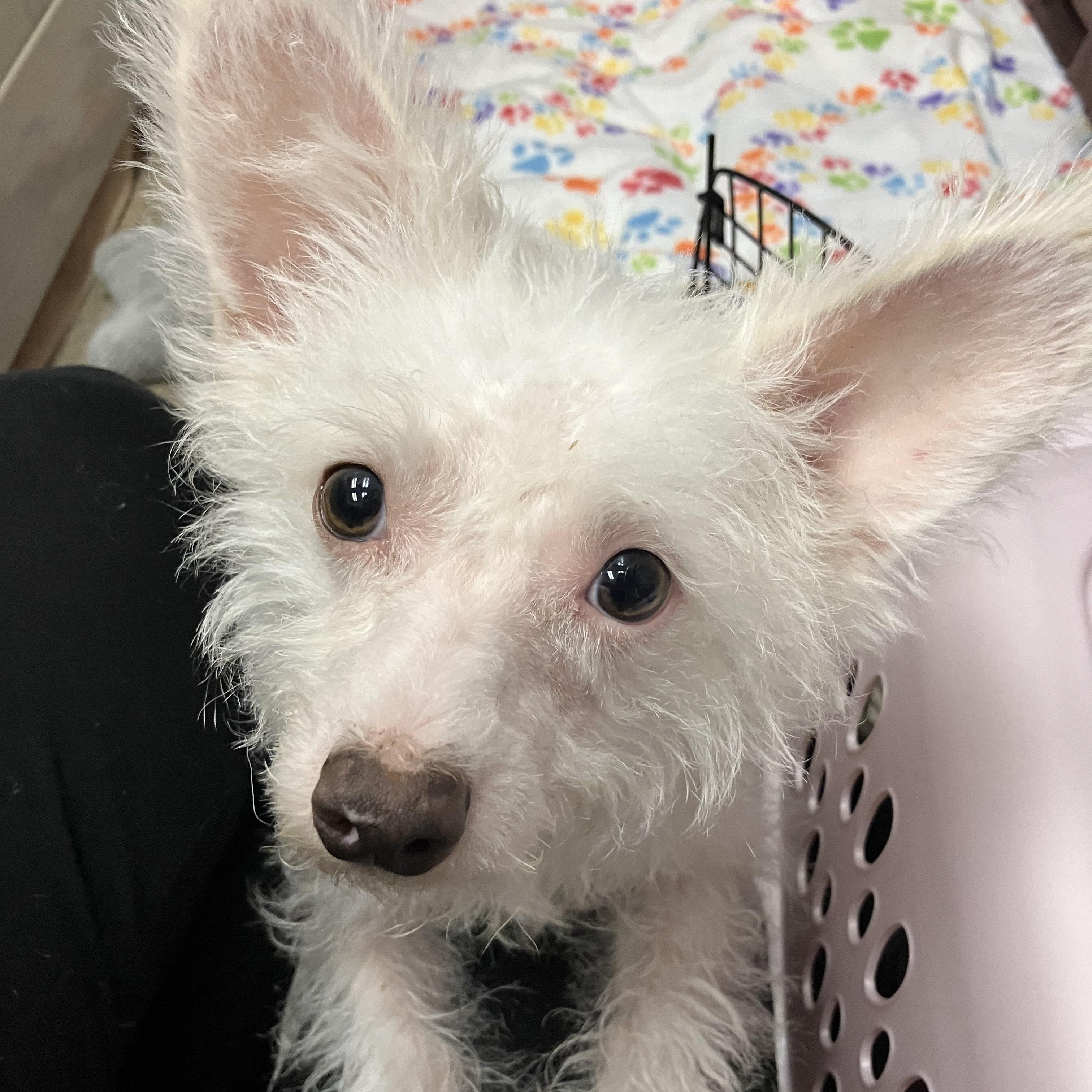 Andy Warhowl, a Adoptable mixed breed in Thousand Oaks, CA image 4/4