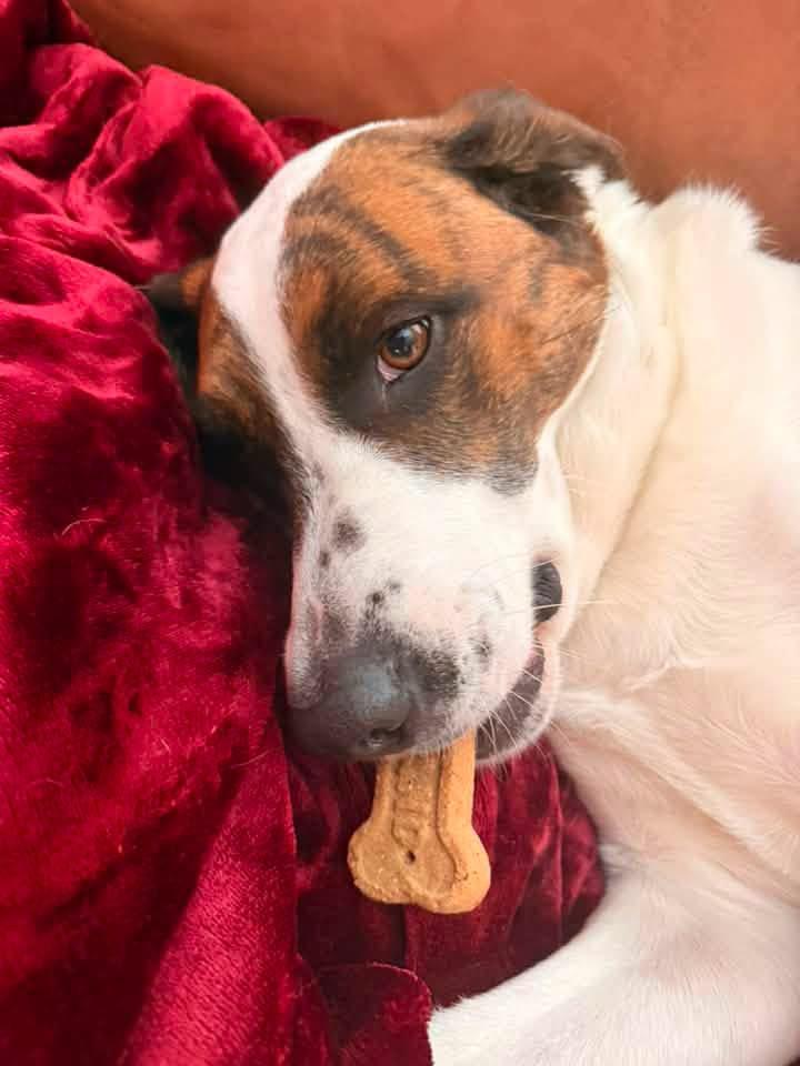 Enlarge Oscar, a Adoptable mixed breed in Fairfax, VA image 5/6
