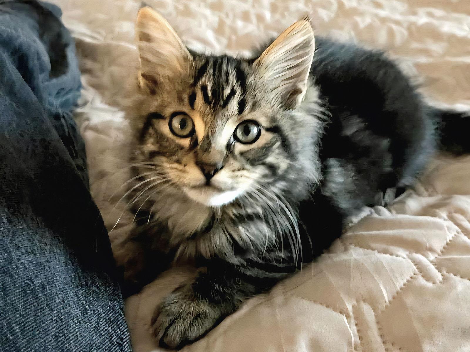 Enlarge Farrow, a Adoptable Domestic Long Hair in Alpharetta, GA image 1/2