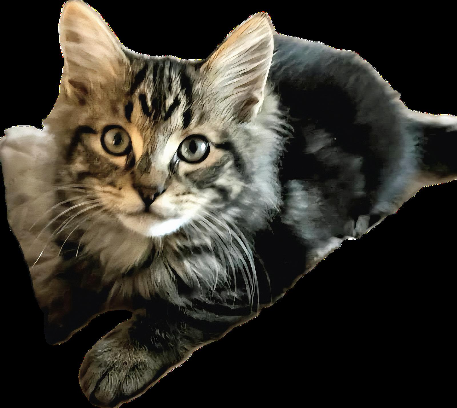 Enlarge Farrow, a Adoptable Domestic Long Hair in Alpharetta, GA image 2/2