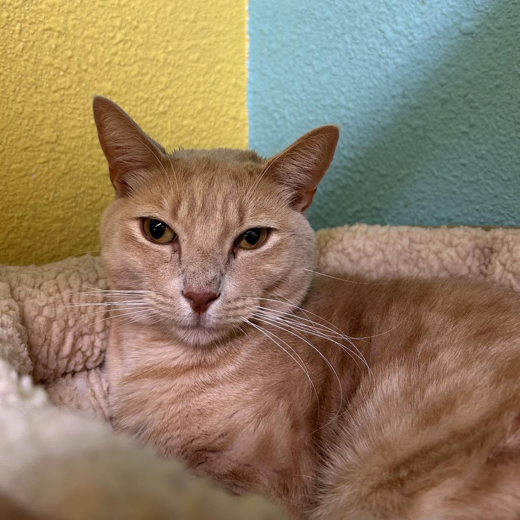 Enlarge Bubba Chump, a Adoptable Domestic Short Hair in Fresno, CA image 1/2