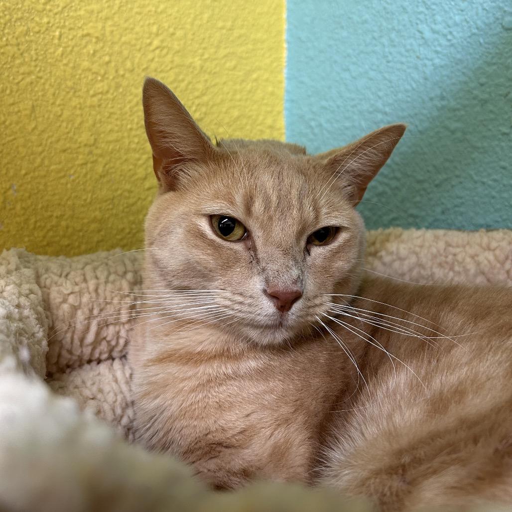 Enlarge Bubba Chump, a Adoptable Domestic Short Hair in Fresno, CA image 2/2