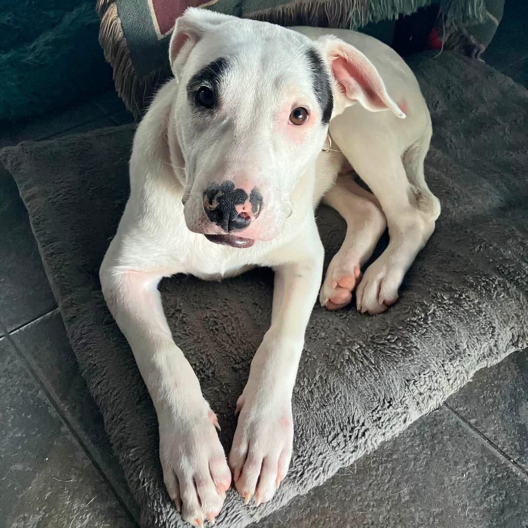 Remy, Adoptable, Young Male Bull Terrier & Mixed Breed.