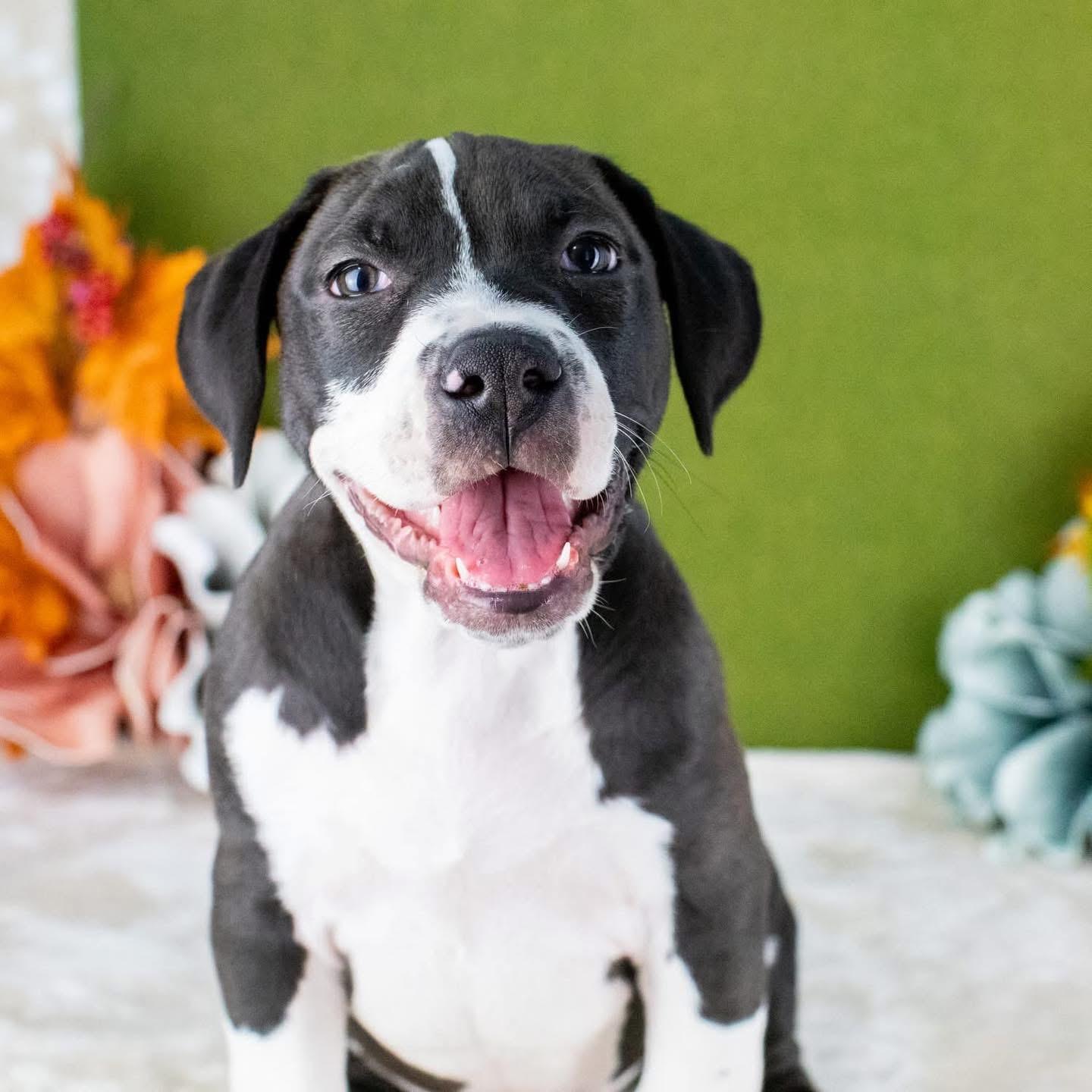 Charlie, Adoptable, Puppy Male Mixed Breed.
