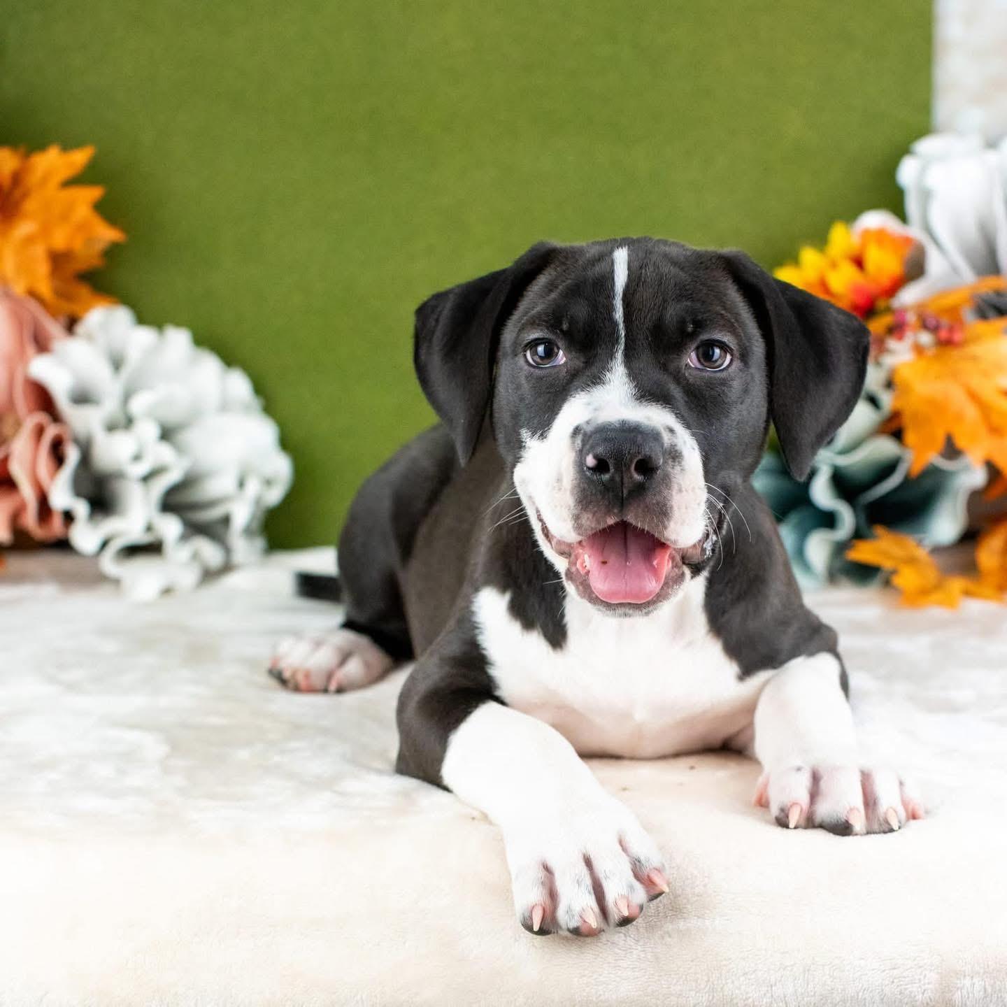 Charlie, a Adoptable Mixed Breed in Smyrna, GA image 2/6