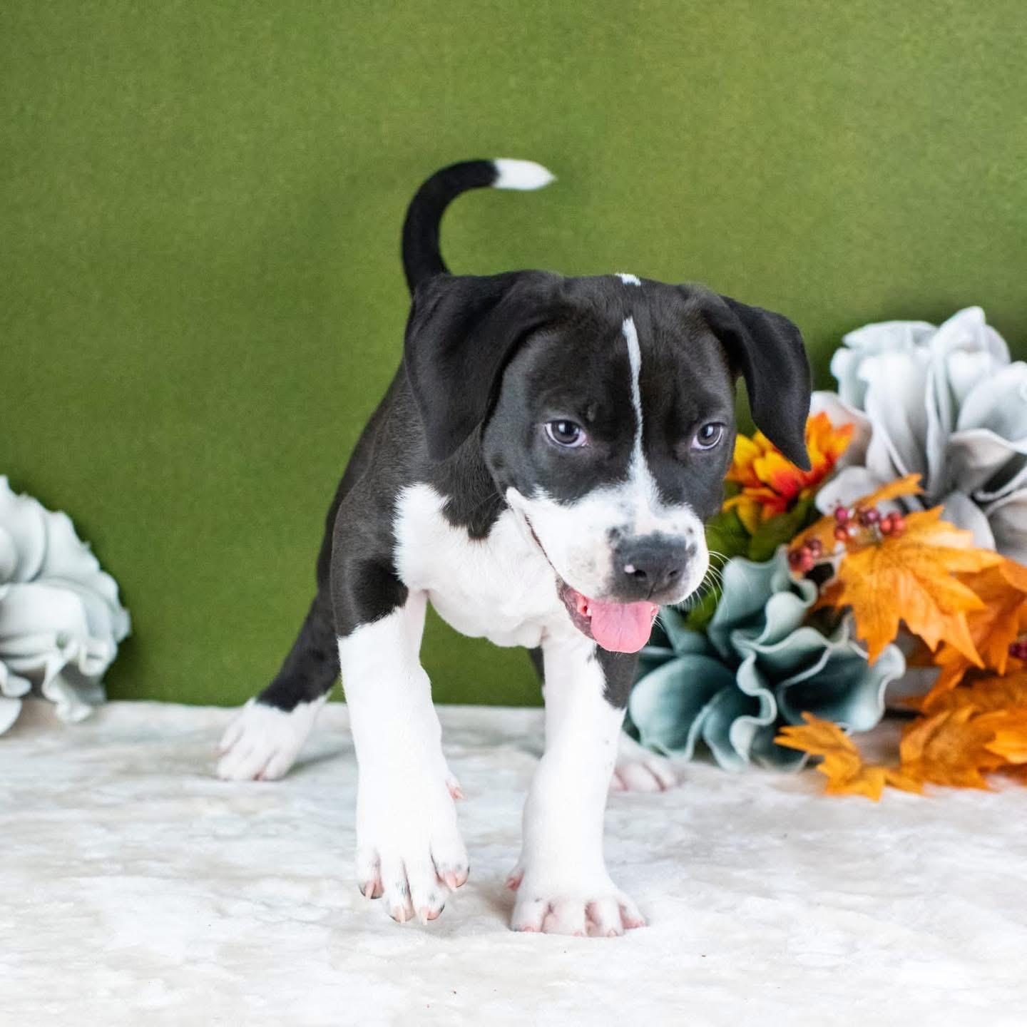 Charlie, a Adoptable Mixed Breed in Smyrna, GA image 3/6