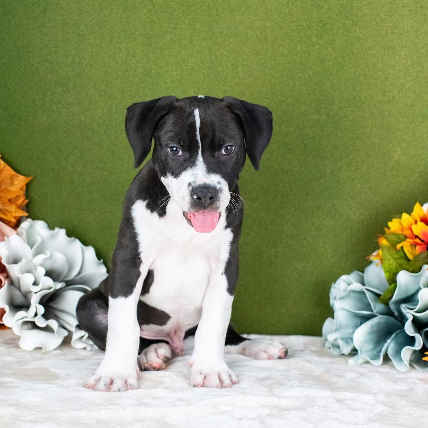Charlie, a Adoptable Mixed Breed in Smyrna, GA image 4/6