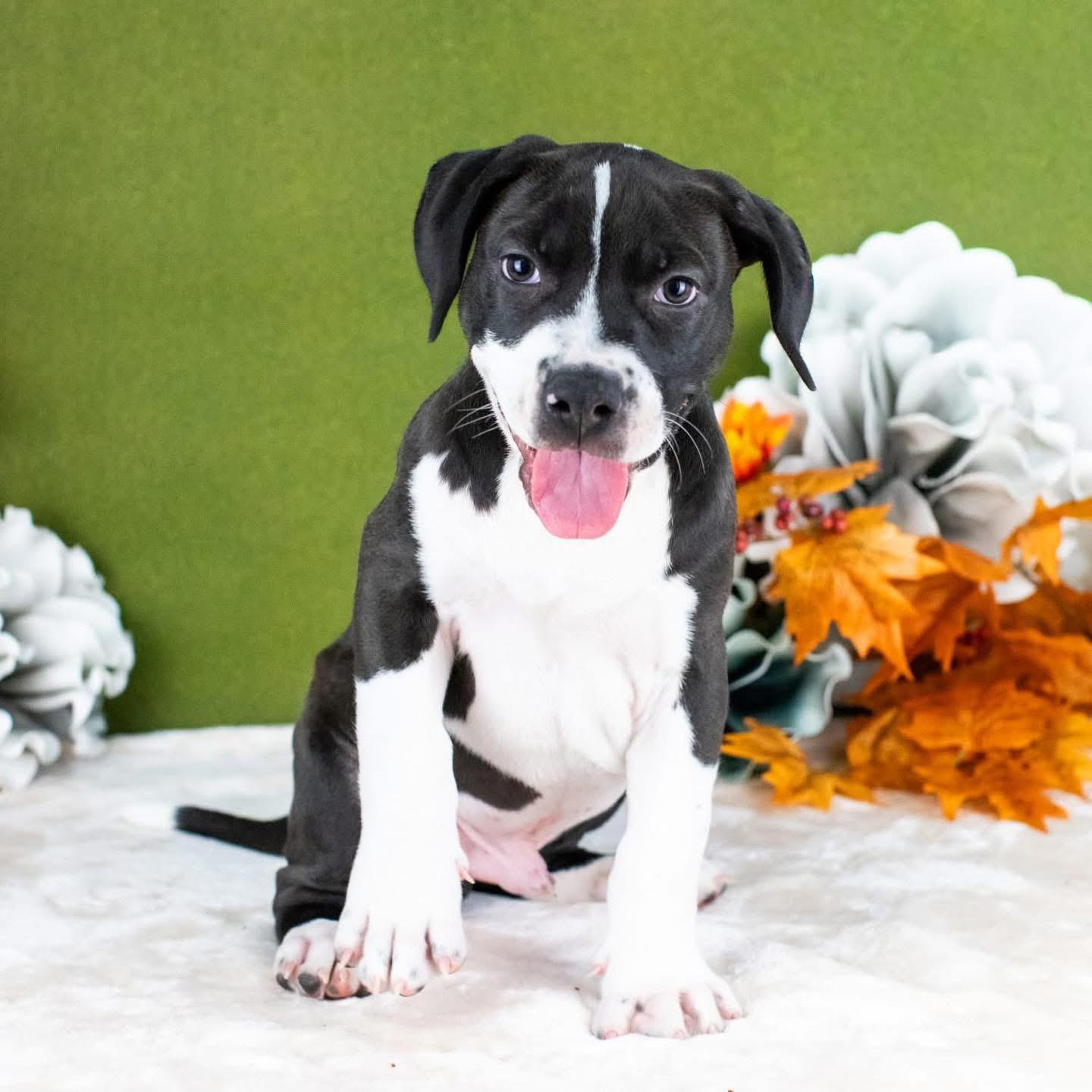 Charlie, a Adoptable Mixed Breed in Smyrna, GA image 5/6