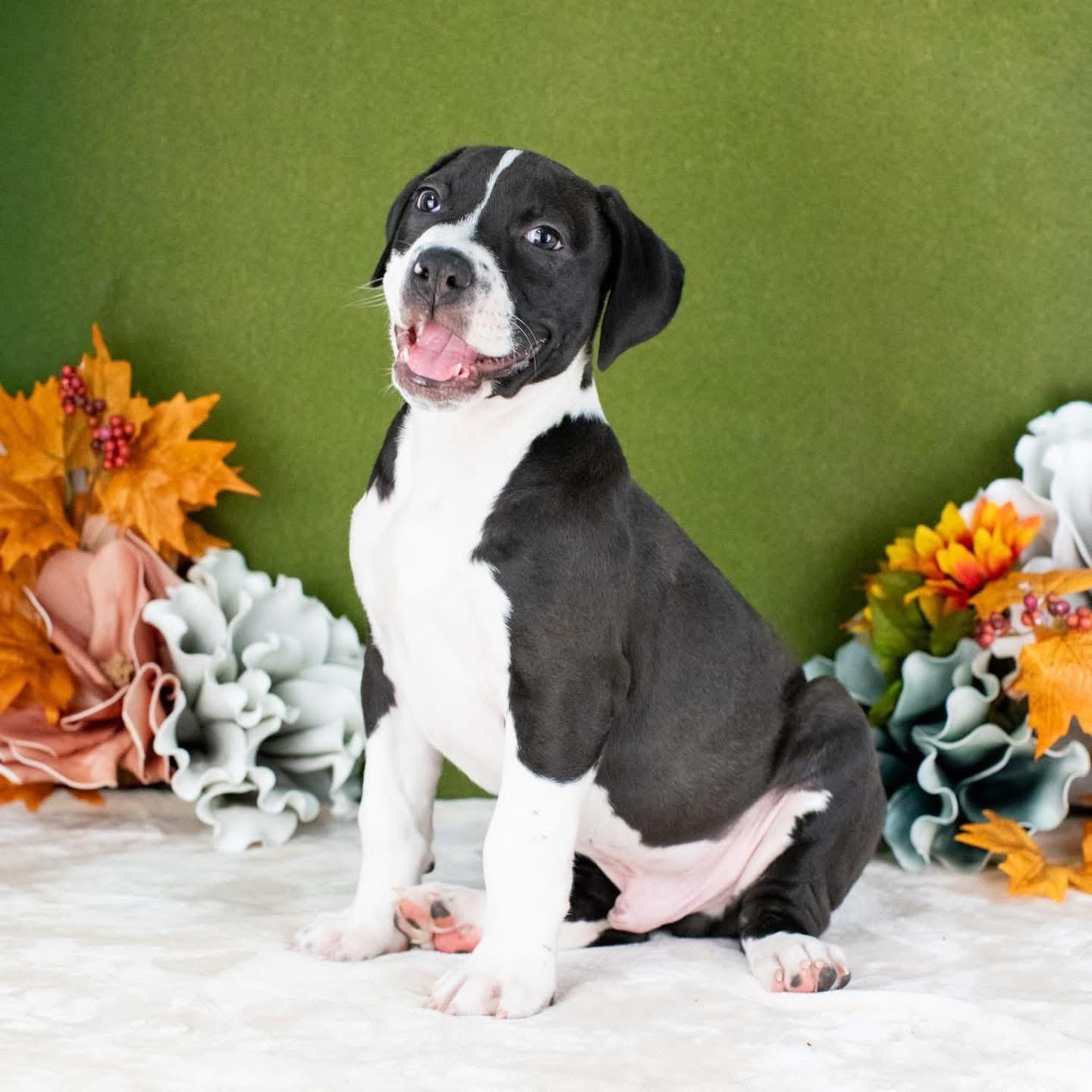 Charlie, a Adoptable Mixed Breed in Smyrna, GA image 6/6