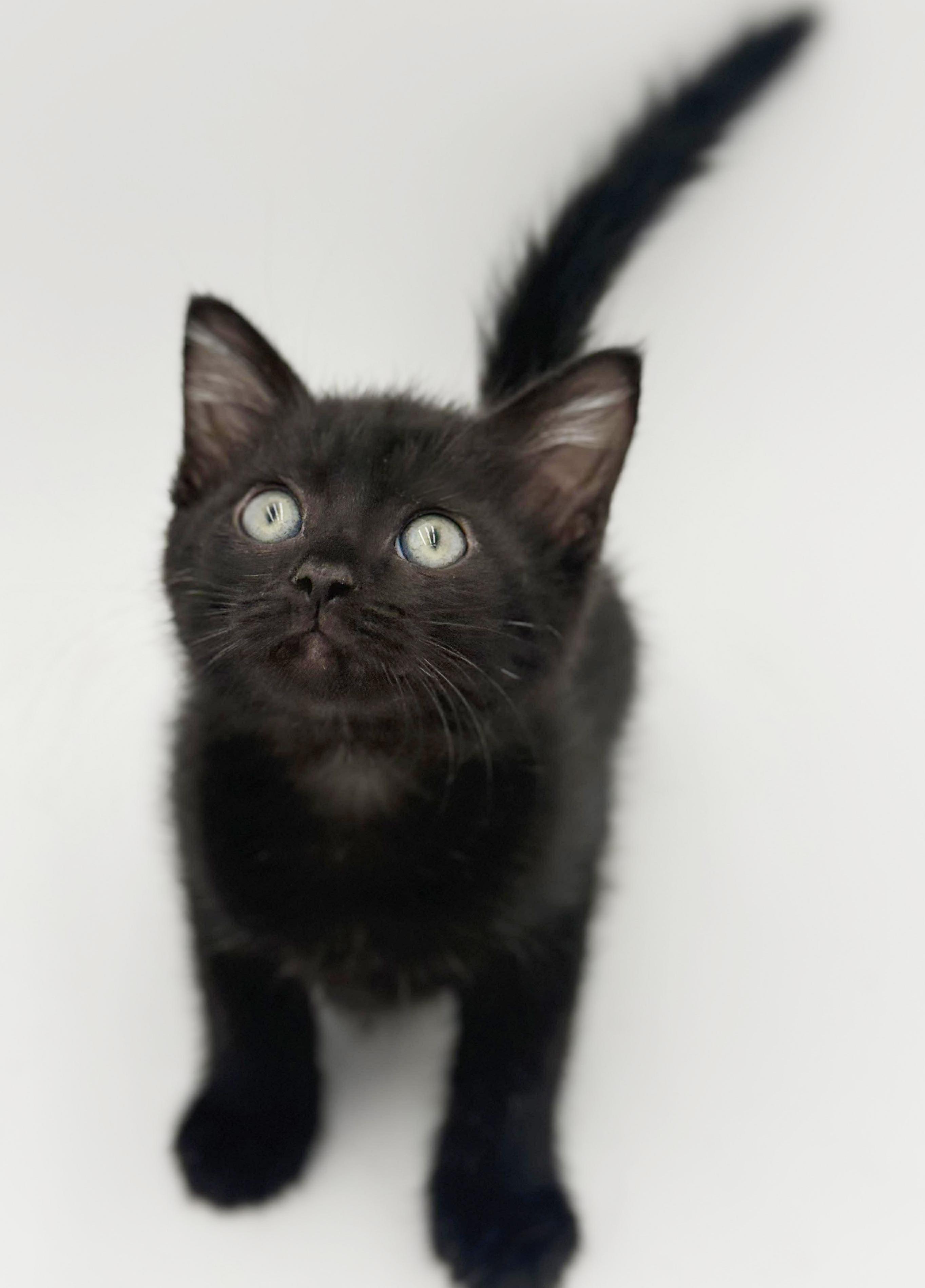 Enlarge Harvey is a fluffy love muffin!   , an adoptable mixed breed in Bedford Hills, NY image 5/6