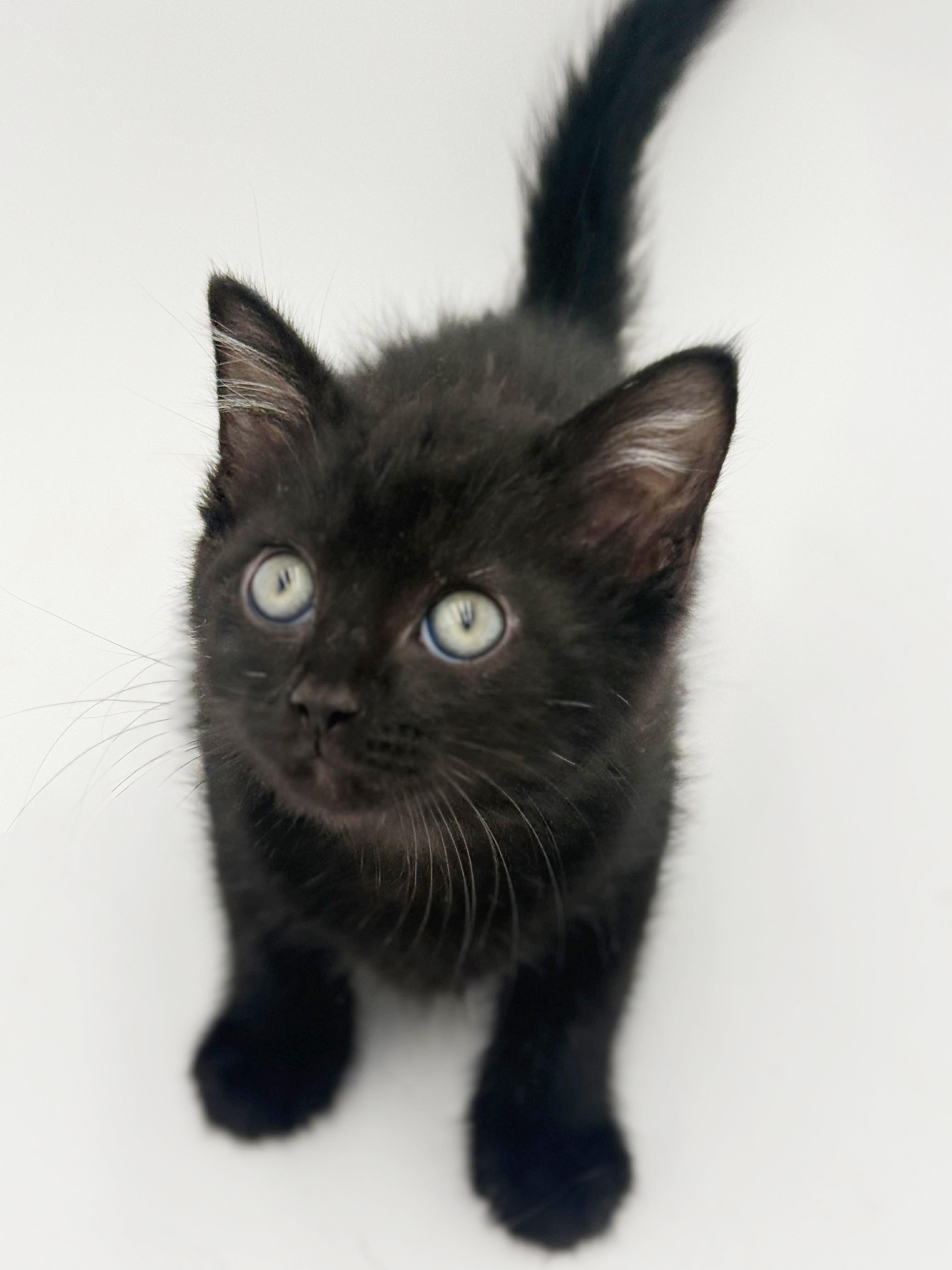 Enlarge Harvey is a fluffy love muffin!   , an adoptable mixed breed in Bedford Hills, NY image 3/6