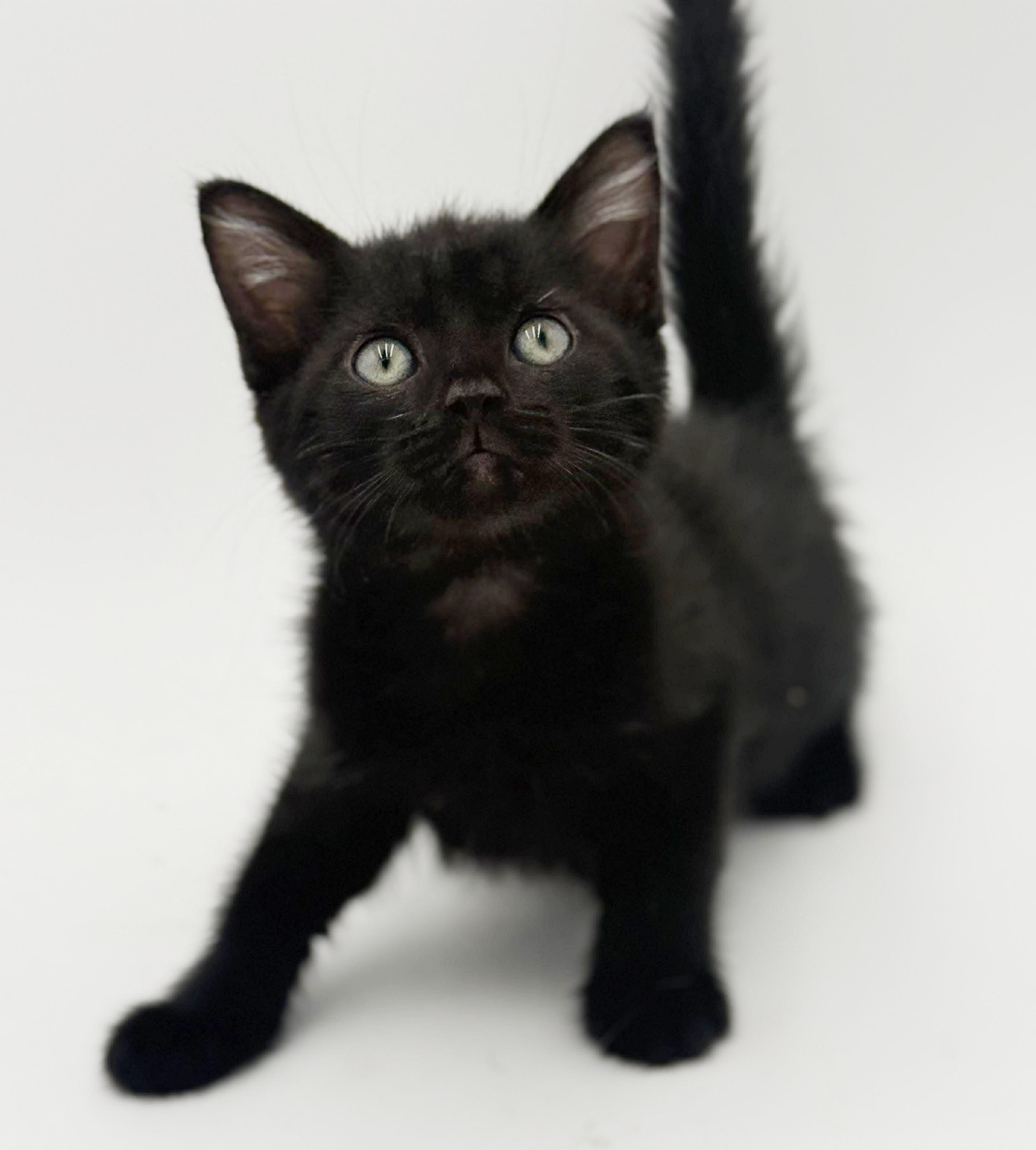 Enlarge Harvey is a fluffy love muffin!   , an adoptable mixed breed in Bedford Hills, NY image 4/6