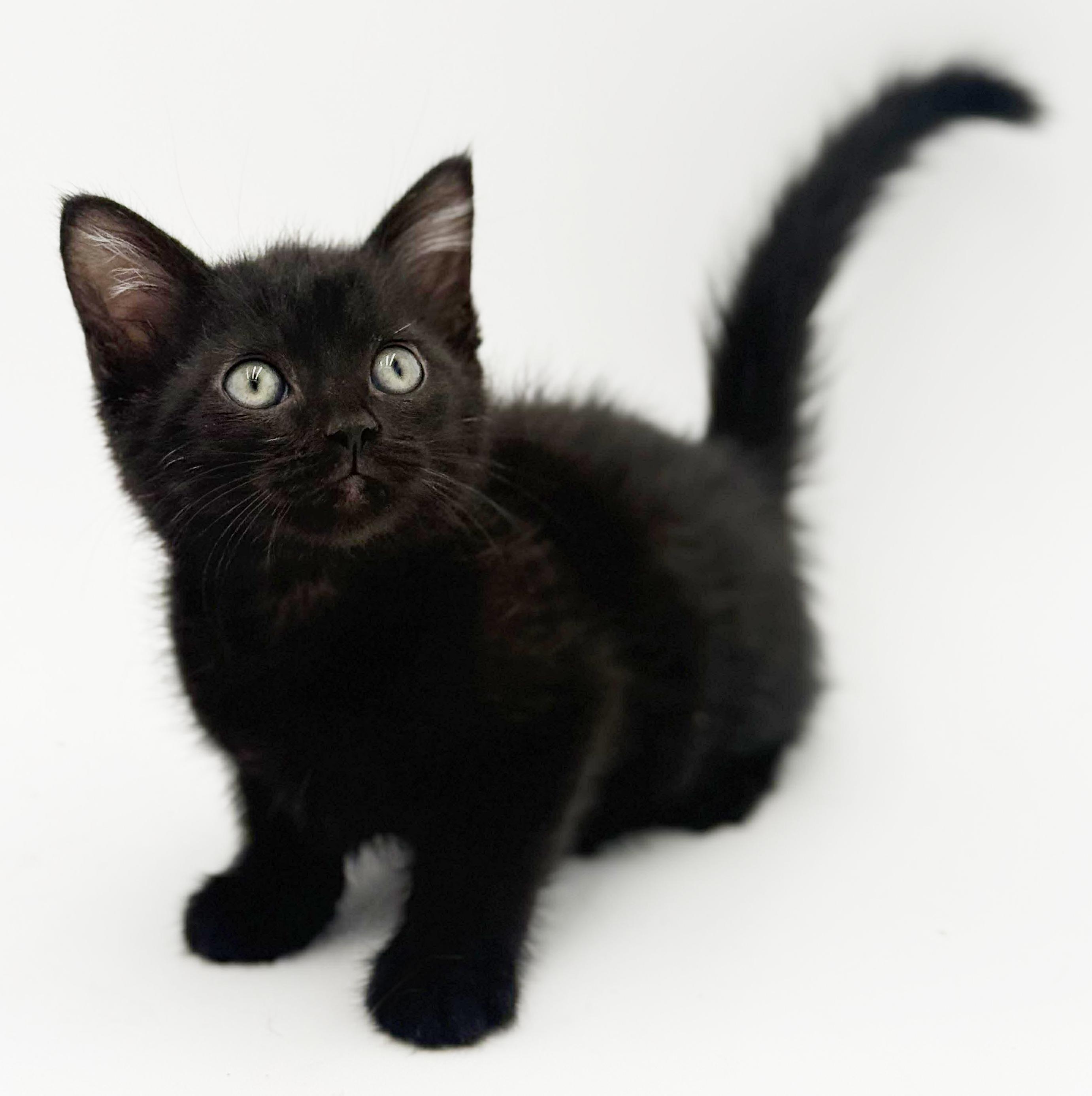 Enlarge Harvey is a fluffy love muffin!   , an adoptable mixed breed in Bedford Hills, NY image 1/6