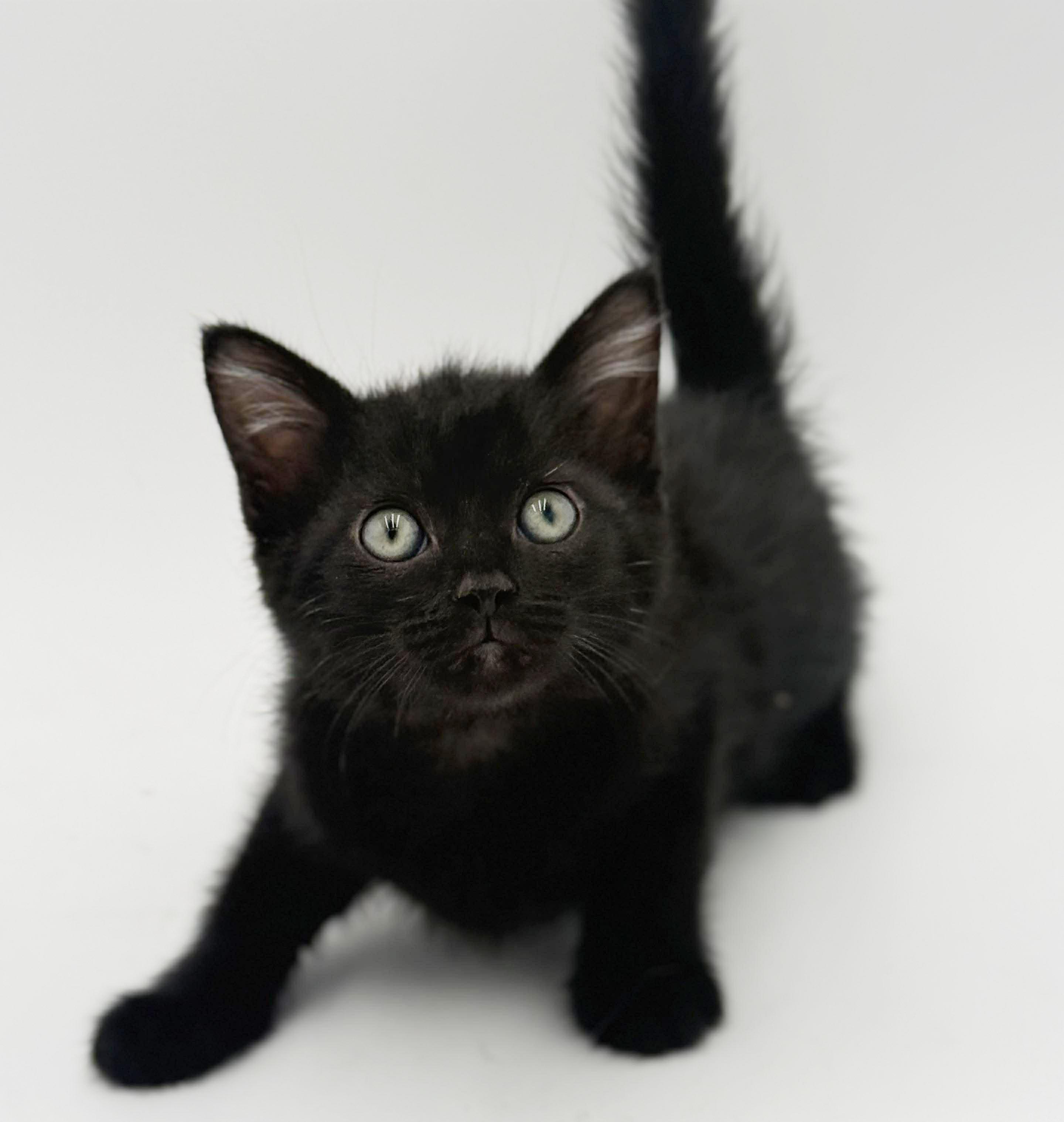 Enlarge Harvey is a fluffy love muffin!   , an adoptable mixed breed in Bedford Hills, NY image 2/6