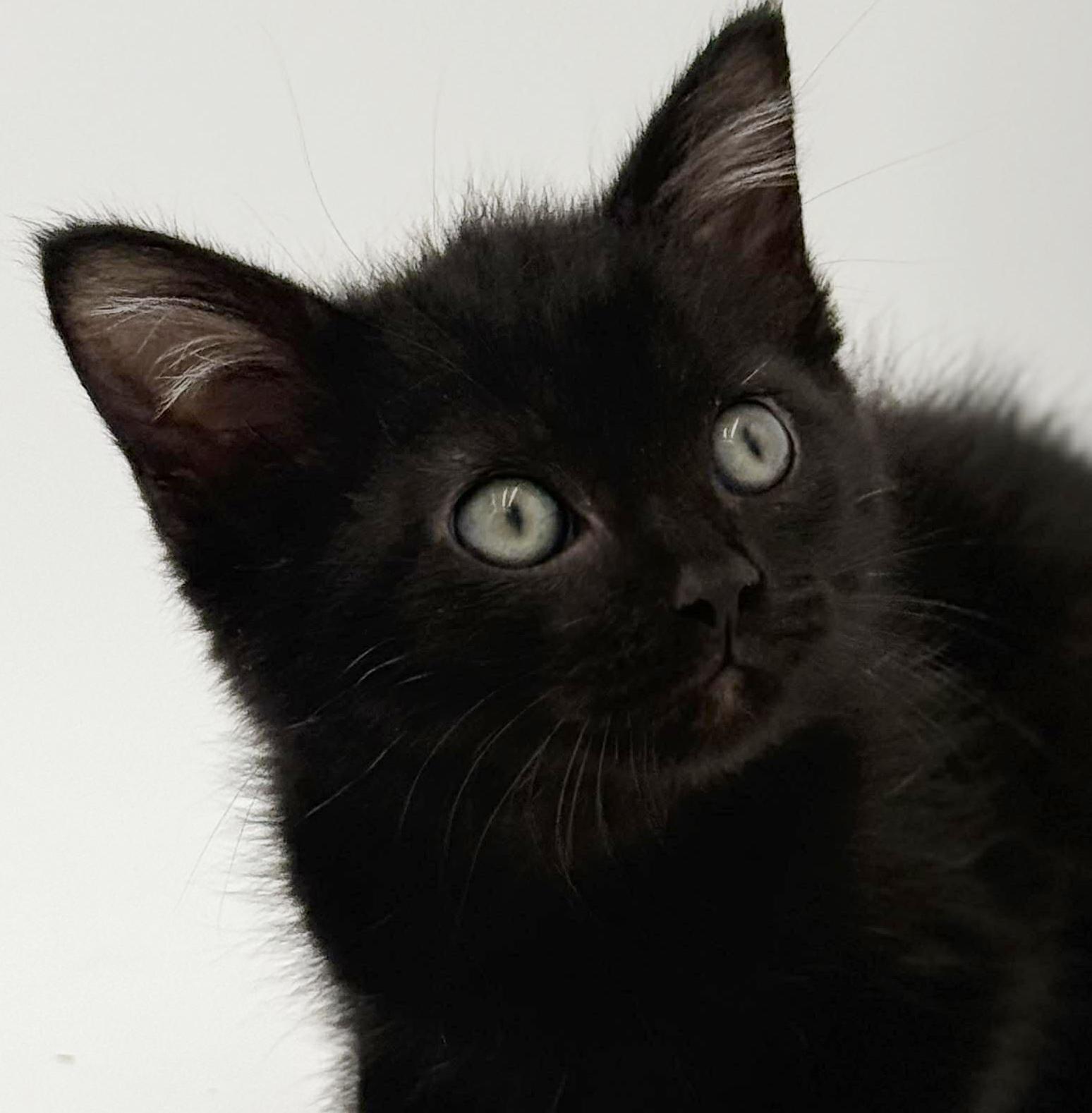 Enlarge Harvey is a fluffy love muffin!   , an adoptable mixed breed in Bedford Hills, NY image 6/6