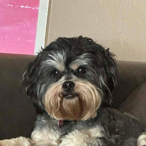 Niko (20260209-01), adopted, Adult Male Schnauzer & Yorkshire Terrier.