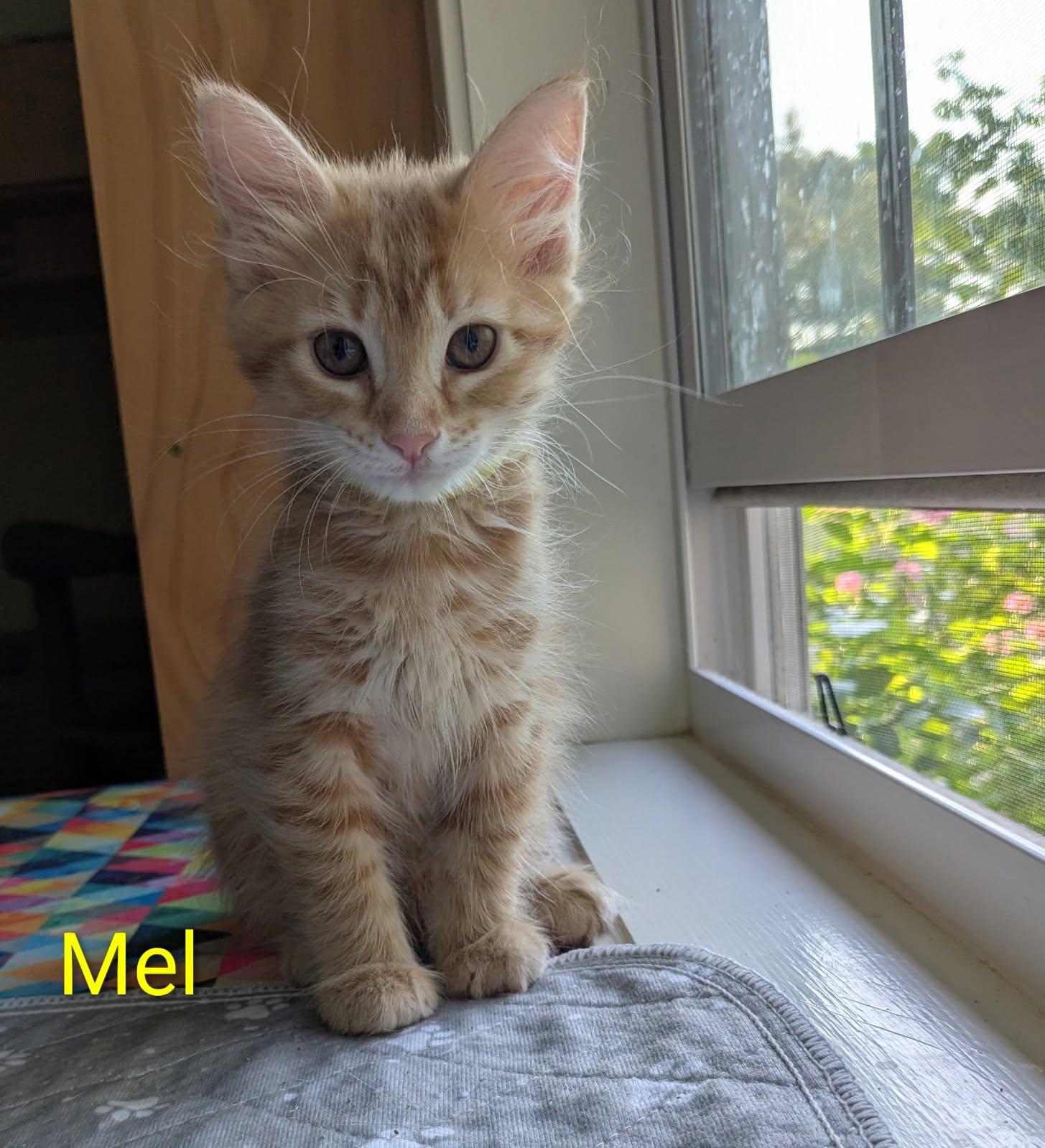 Mel photo