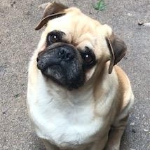 Enlarge Sam, a Adoptable Pug in Lincolnwood, IL image 1/6