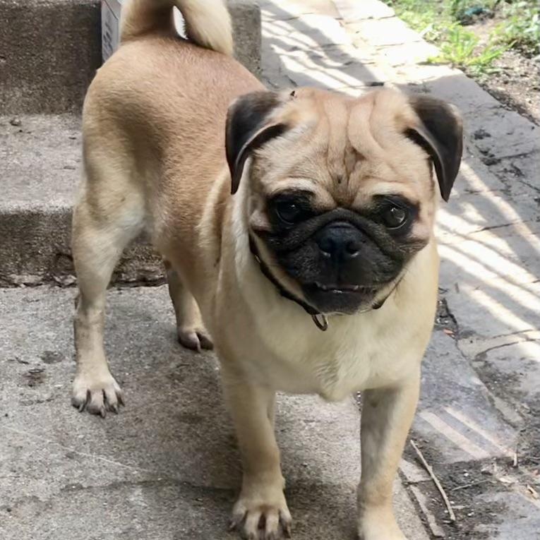 Enlarge Sam, a Adoptable Pug in Lincolnwood, IL image 2/6