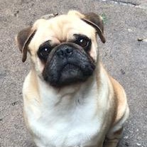 Enlarge Sam, a Adoptable Pug in Lincolnwood, IL image 3/6