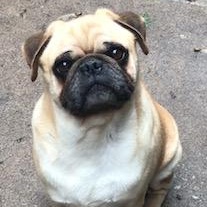 Enlarge Sam, a Adoptable Pug in Lincolnwood, IL image 4/6