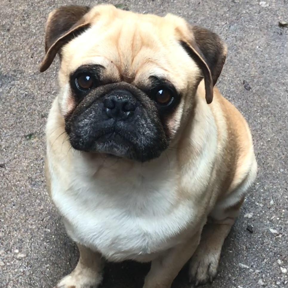 Enlarge Sam, a Adoptable Pug in Lincolnwood, IL image 5/6