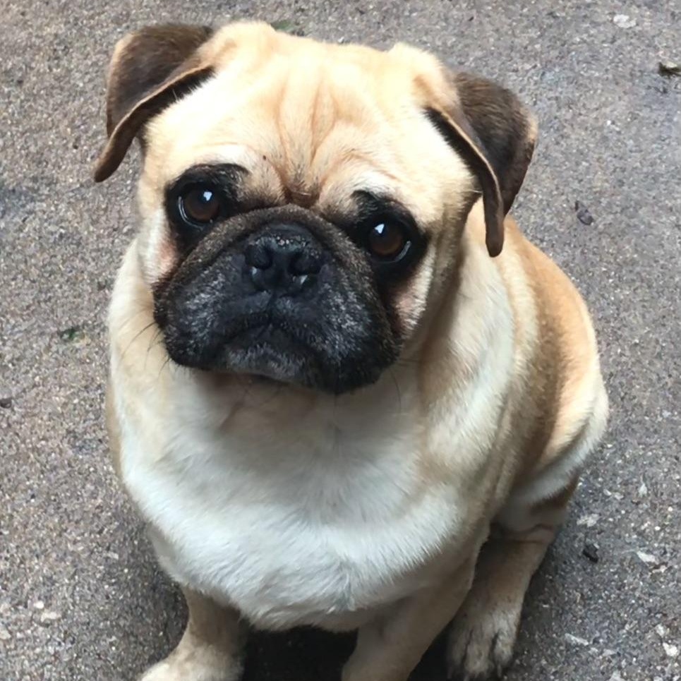 Enlarge Sam, a Adoptable Pug in Lincolnwood, IL image 6/6