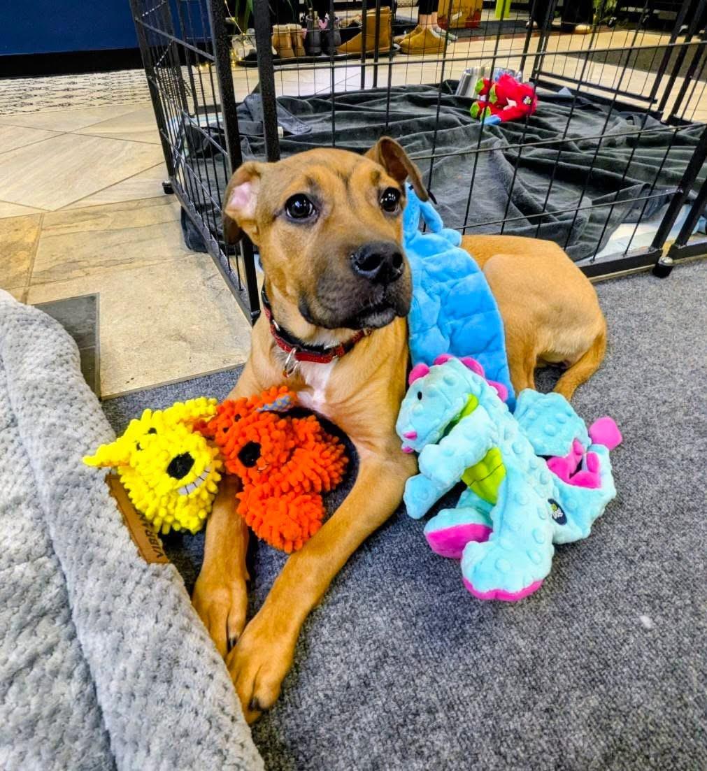 Ruby , an adopted mixed breed in Salamanca, NY image 3/3