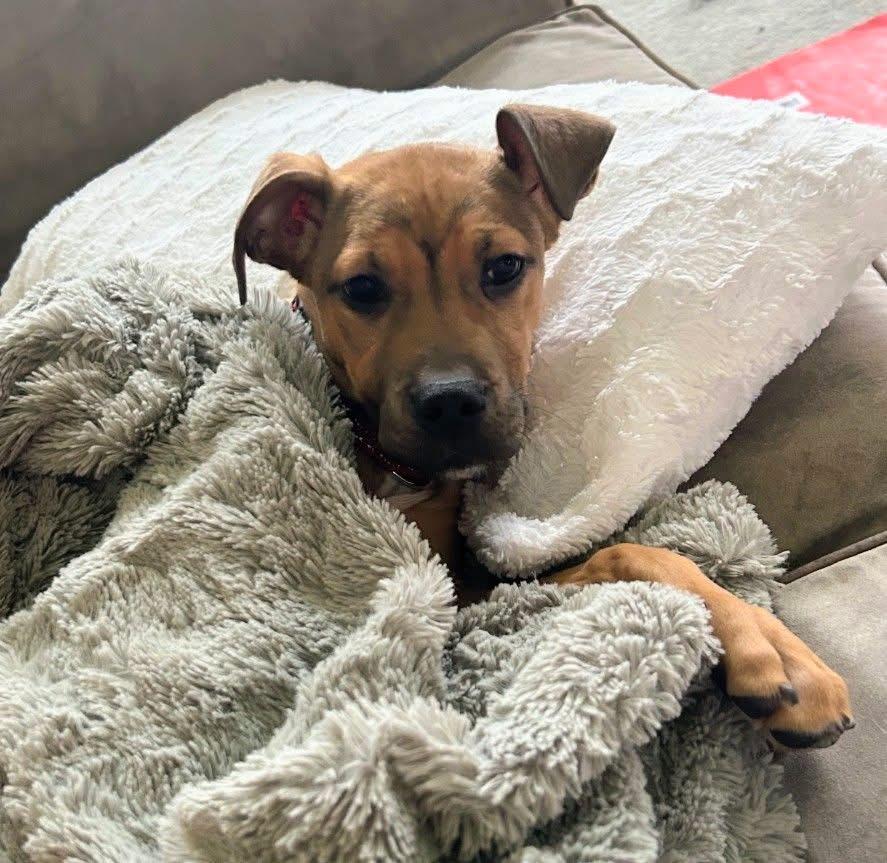 Ruby , an adopted mixed breed in Salamanca, NY image 2/3