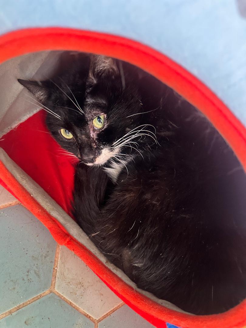 Enlarge Austin, a Adoptable Domestic Short Hair in BEVERLY HILLS, CA image 1/3