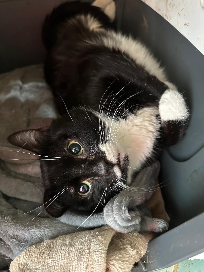 Enlarge Austin, a Adoptable Domestic Short Hair in BEVERLY HILLS, CA image 2/3