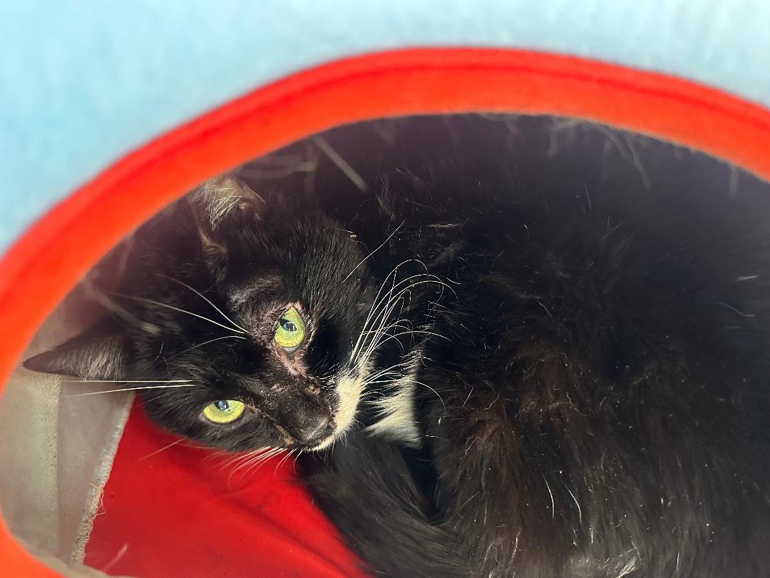 Enlarge Austin, a Adoptable Domestic Short Hair in BEVERLY HILLS, CA image 3/3