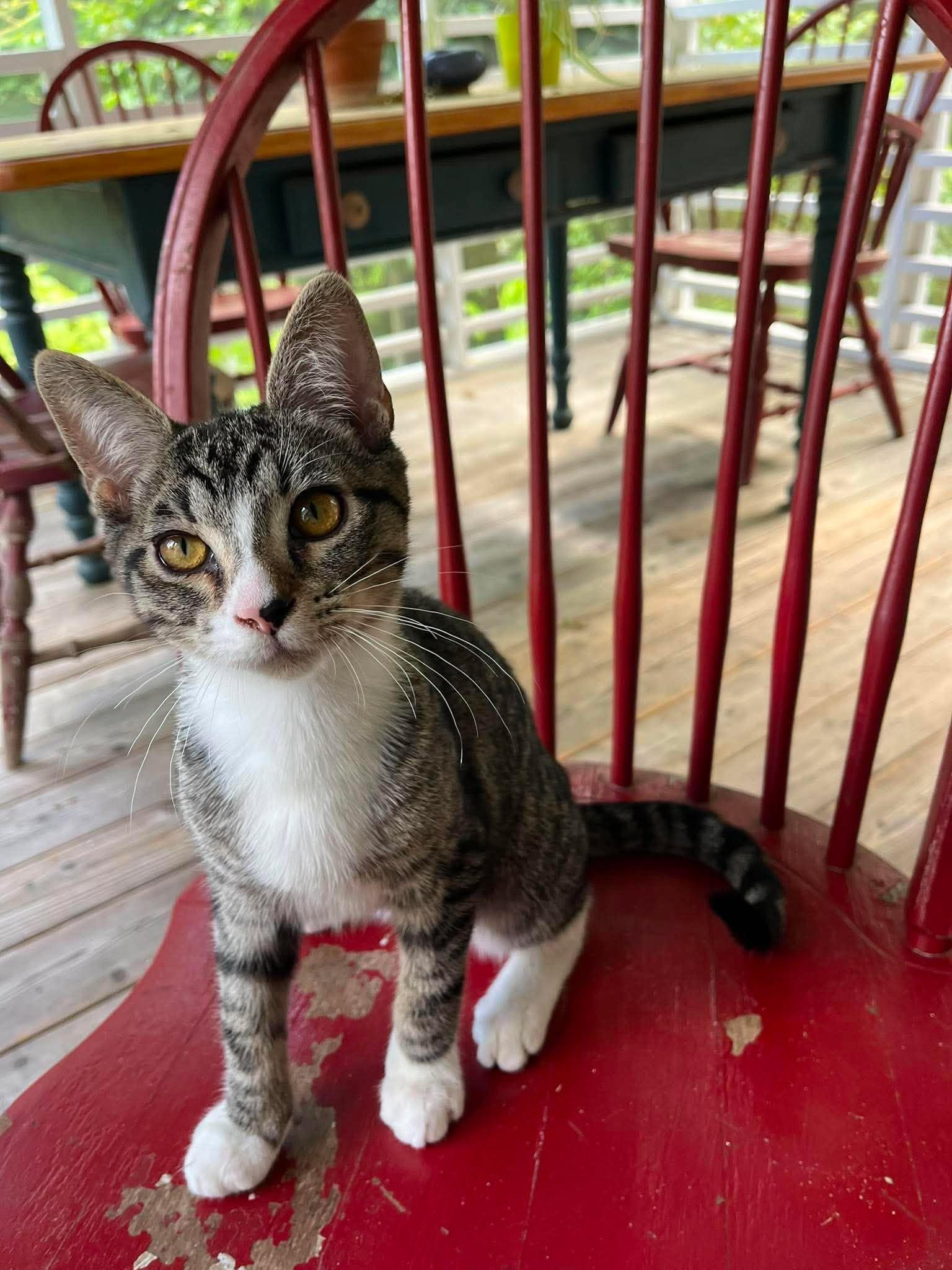 Dilly AND Gherkin, Adopted, Kitten Male Domestic Short Hair.