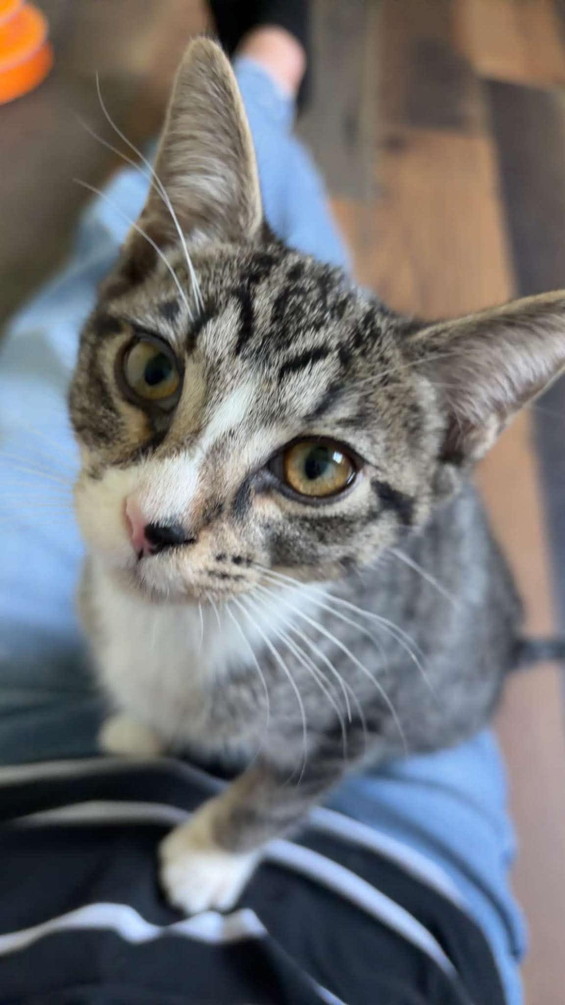 Dilly AND Gherkin, a Adopted Domestic Short Hair in Gonic, NH image 2/3