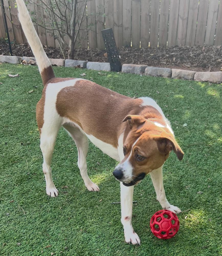 Kelly, Adoptable, Adult Female Hound.