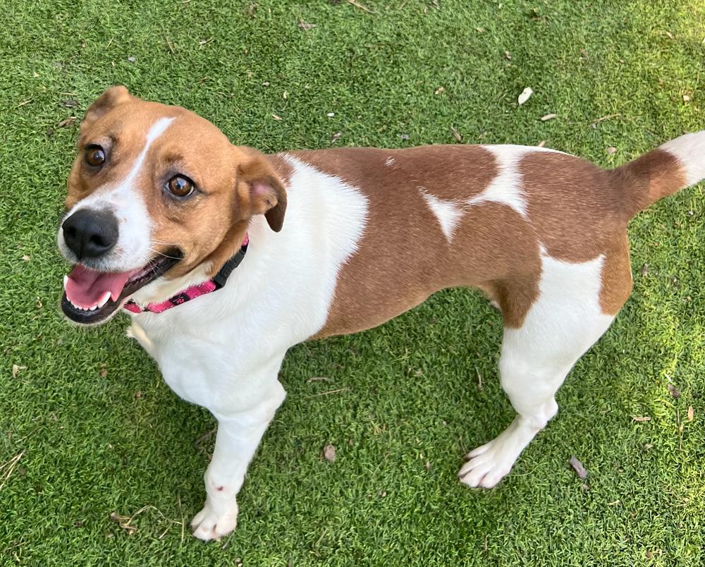 Enlarge Kelly, a Adoptable mixed breed in Dunwoody, GA image 2/4