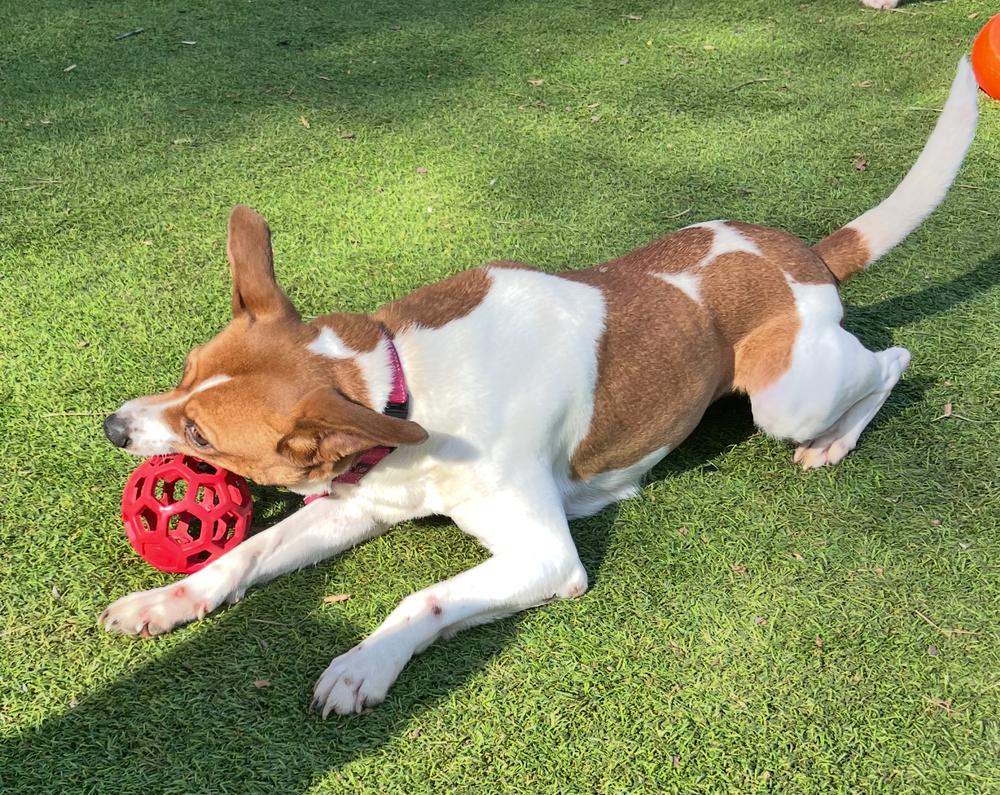 Enlarge Kelly, a Adoptable mixed breed in Dunwoody, GA image 3/4