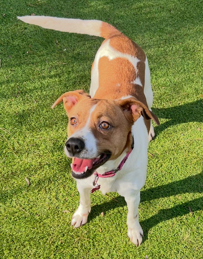 Enlarge Kelly, a Adoptable mixed breed in Dunwoody, GA image 4/4