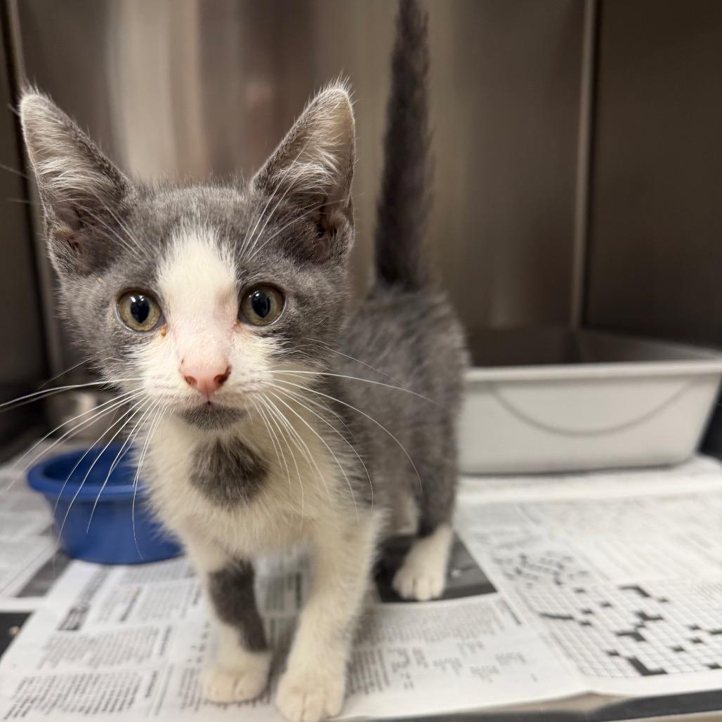Jake, a Adoptable Domestic Short Hair in Bryan, TX image 1/2